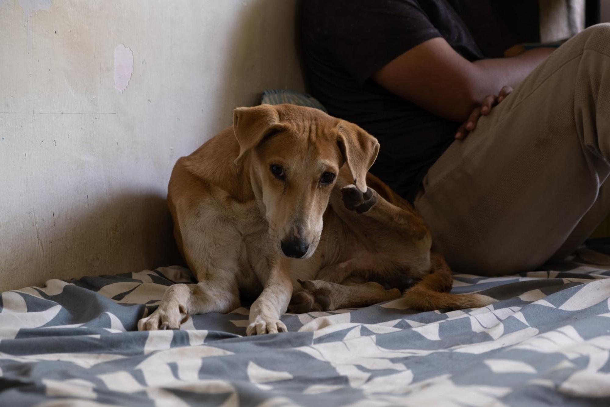 Hearthspace Hampi - Small Home, A Low-Impact Backpackers Hostel Экстерьер фото